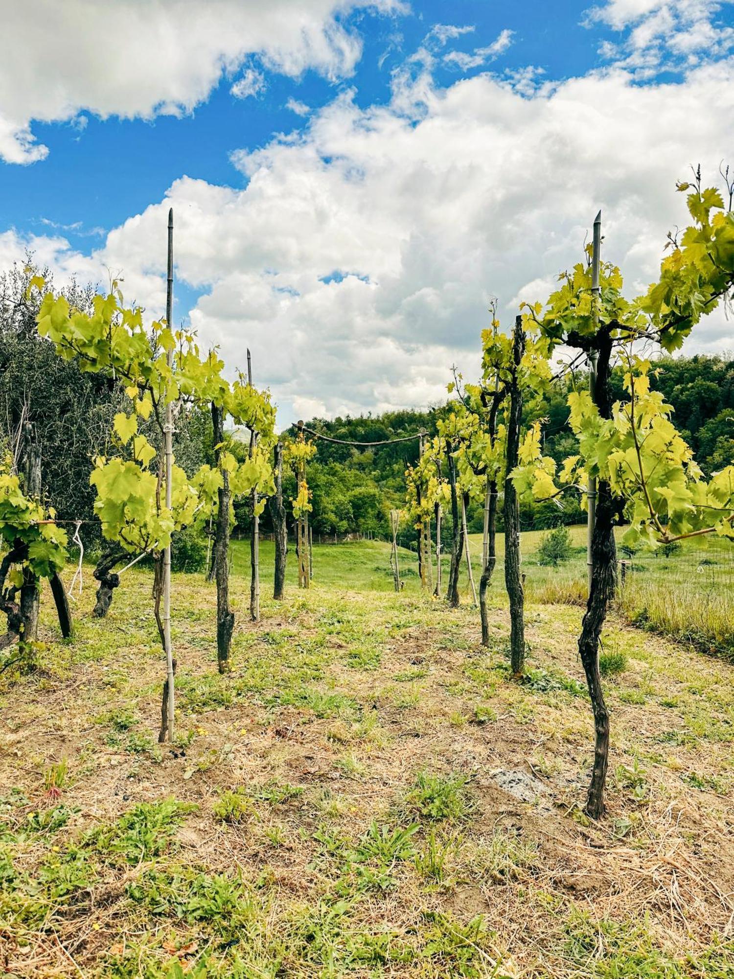 Venarotta Il Tuo Casale Tra Le Colline - Marche House 빌라 외부 사진